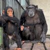 Gorilla Trekking in Uganda