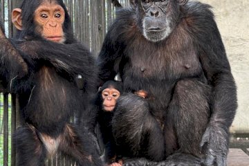 Gorilla Trekking in Uganda