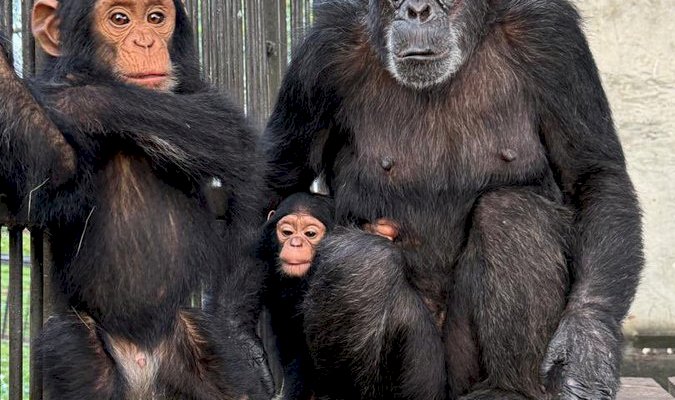 Gorilla Trekking in Uganda