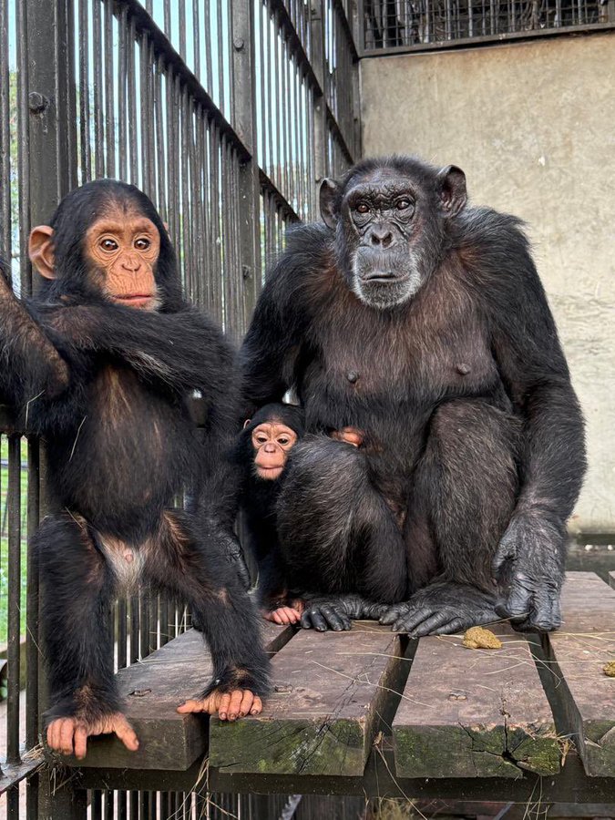 Gorilla Trekking in Uganda