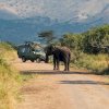 Budget Safari Packages in Uganda: How to Explore the Pearl of Africa Without Overspending