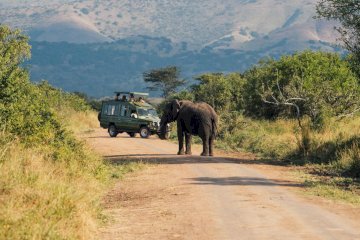 15 Days Africa Big Cat Safari