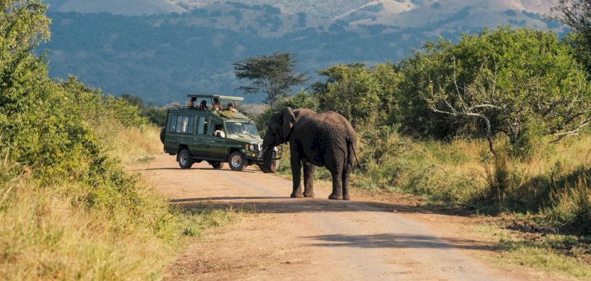 Budget Safari Packages in Uganda: How to Explore the Pearl of Africa Without Overspending