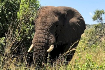 12-day safari adventure across Kenya and Tanzania.