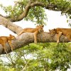 Tree Climbing Lions in Queen Elizabeth National Park