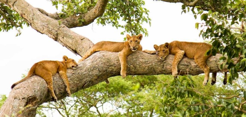 Tree Climbing Lions in Queen Elizabeth National Park
