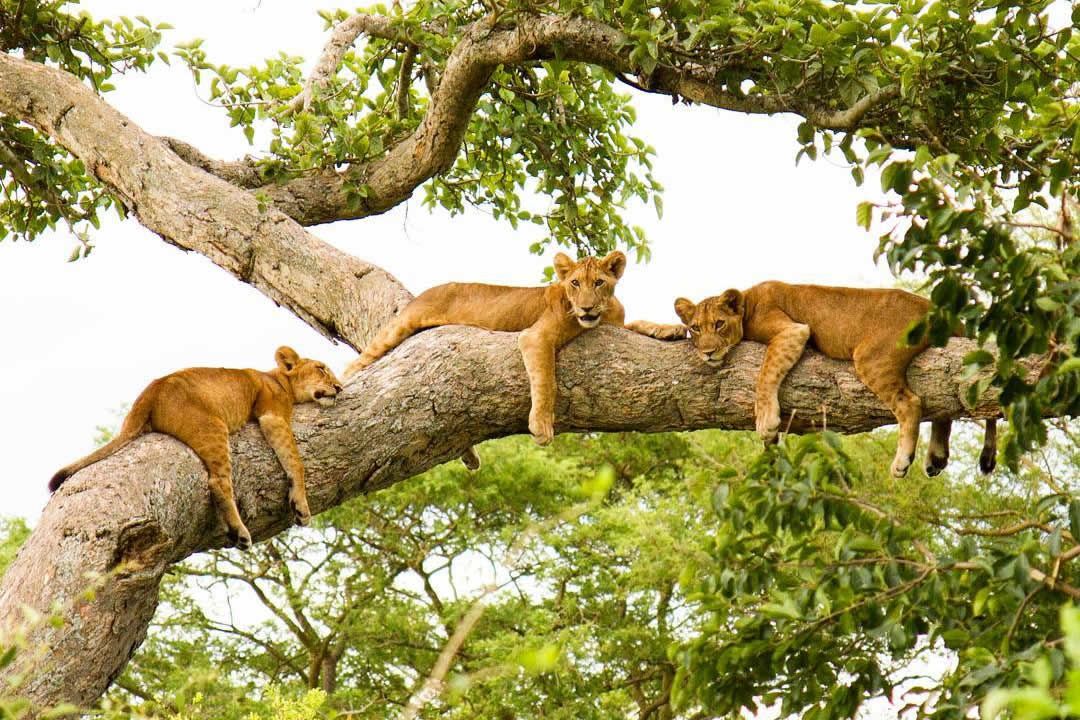 Tree Climbing Lions in Queen Elizabeth National Park